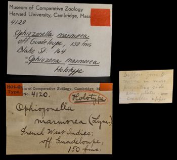 Media type: image;   Invertebrate Zoology OPH-4120 Description: Front of labels for this specimen included in the specimen tray.;  Aspect: labels front
